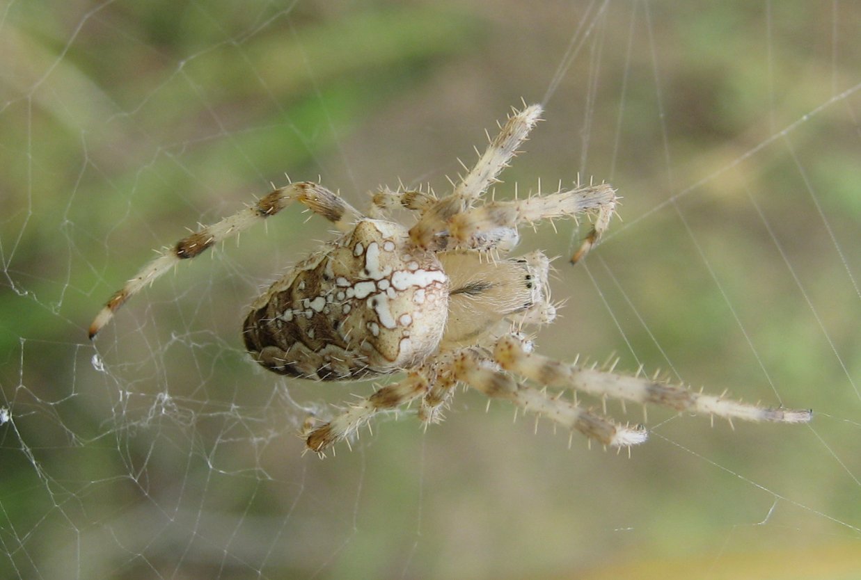Araneus pallidus?